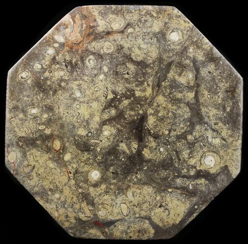 Octagon Shaped Tray/Platter with Orthoceras & Goniatite Fossils #53106